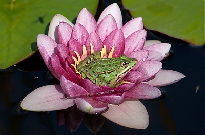 Nymphea_grenouille-M.jpg