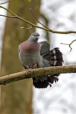 PIGEON_COLOMBIN--M.jpg