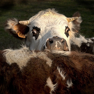 Peaux_de_vaches-M~0.jpg