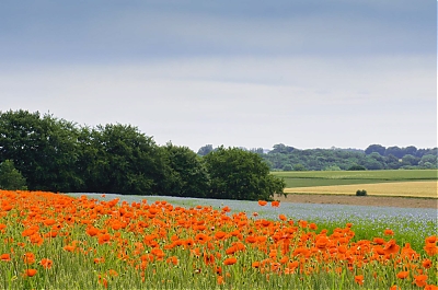 CHAMP_DE_COQUELICOTS_19062012-DSC_0126-M~0.jpg