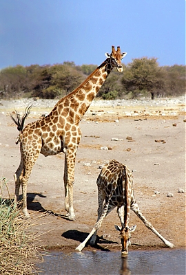 girafe_et_girafon-M.jpg