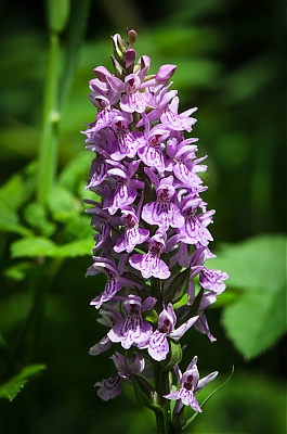 orchidee-0009-M.jpg